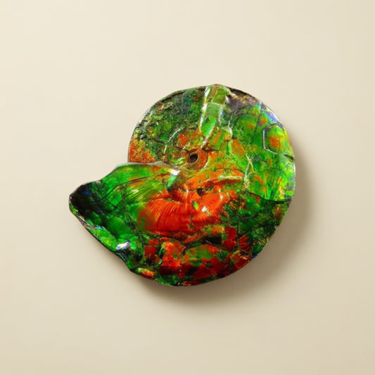 Ammolite Tri-Color Spiral Shell Cabochon 10x13mm - front view