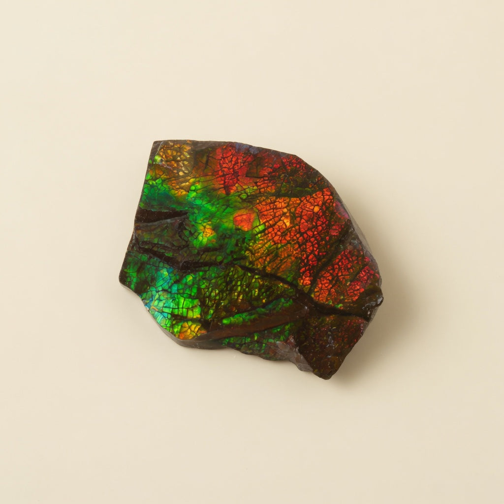 The Aurora Shell Specimen - front view
