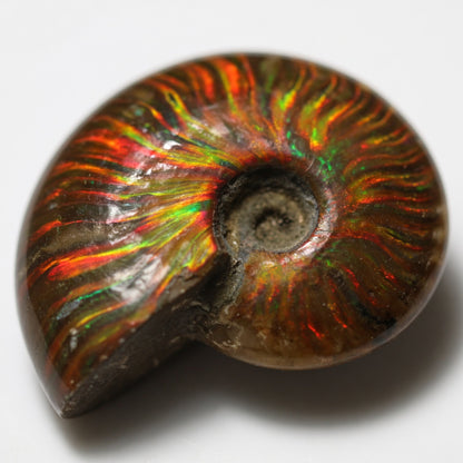 The Rainbow Ammonite Palm Stone - detail
