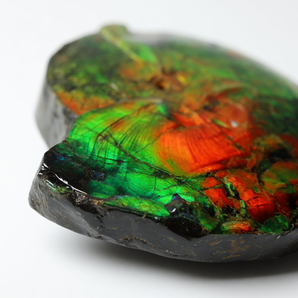 Ammolite Tri-Color Spiral Shell Cabochon 10x13mm - detail angle