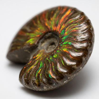 The Rainbow Ammonite Palm Stone - detail angle