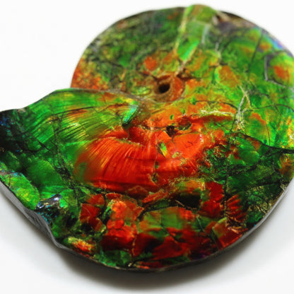 Ammolite Tri-Color Spiral Shell Cabochon 10x13mm - detail
